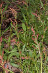 Common sheep sorrel